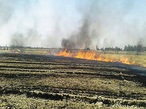 75 bigha crops and houses of four houses burnt