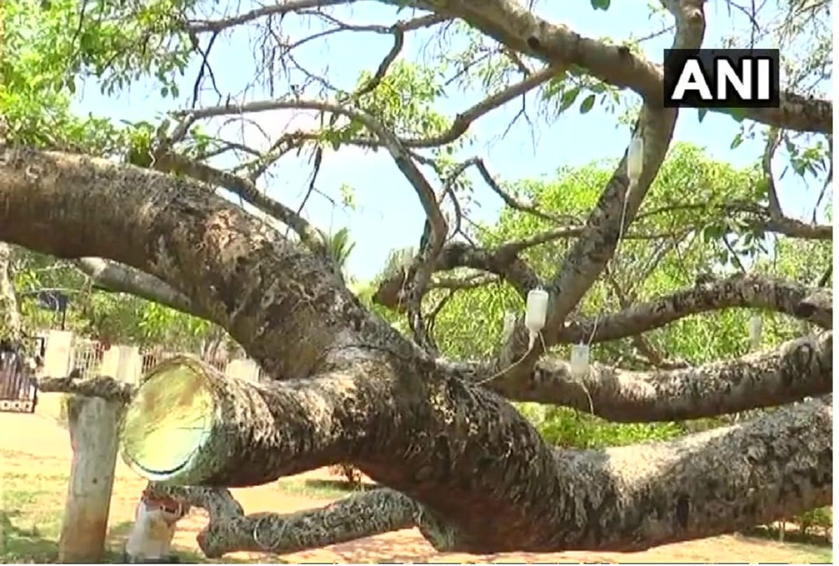 फोरलेन के लिए कटेंगे 365 पेड़