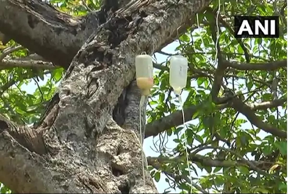 Dying 700 Year Old Banyan Tree in Telangana put On Drip