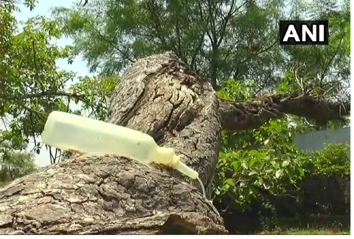 Dying 700 Year Old Banyan Tree in Telangana put On Drip