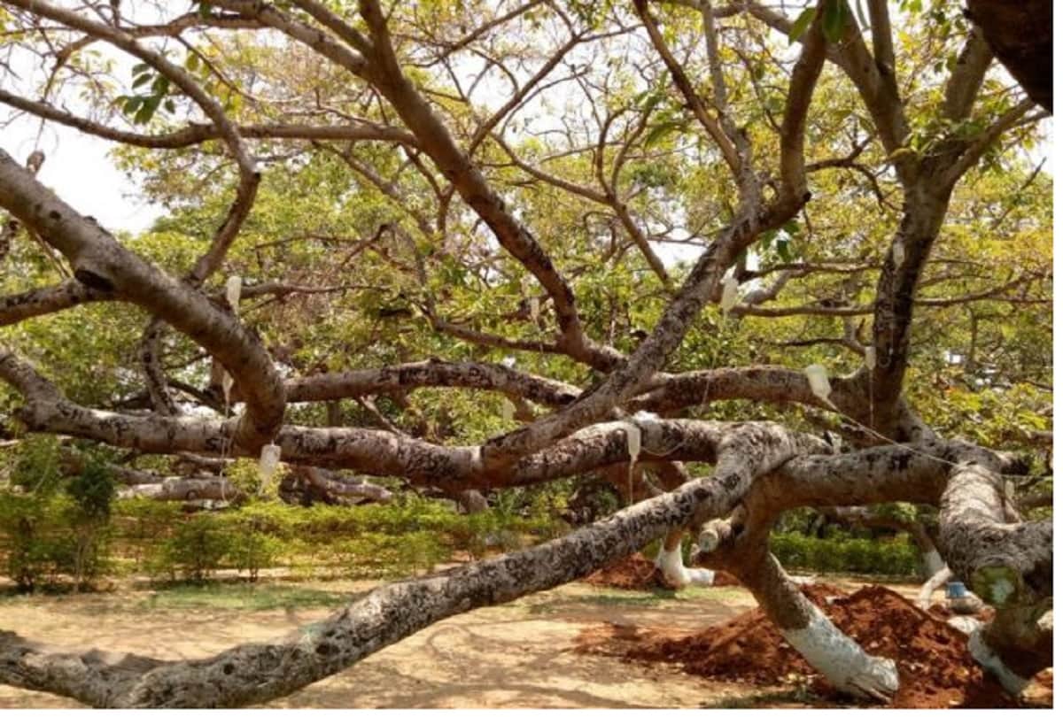 Dying 700 Year Old Banyan Tree in Telangana put On Drip