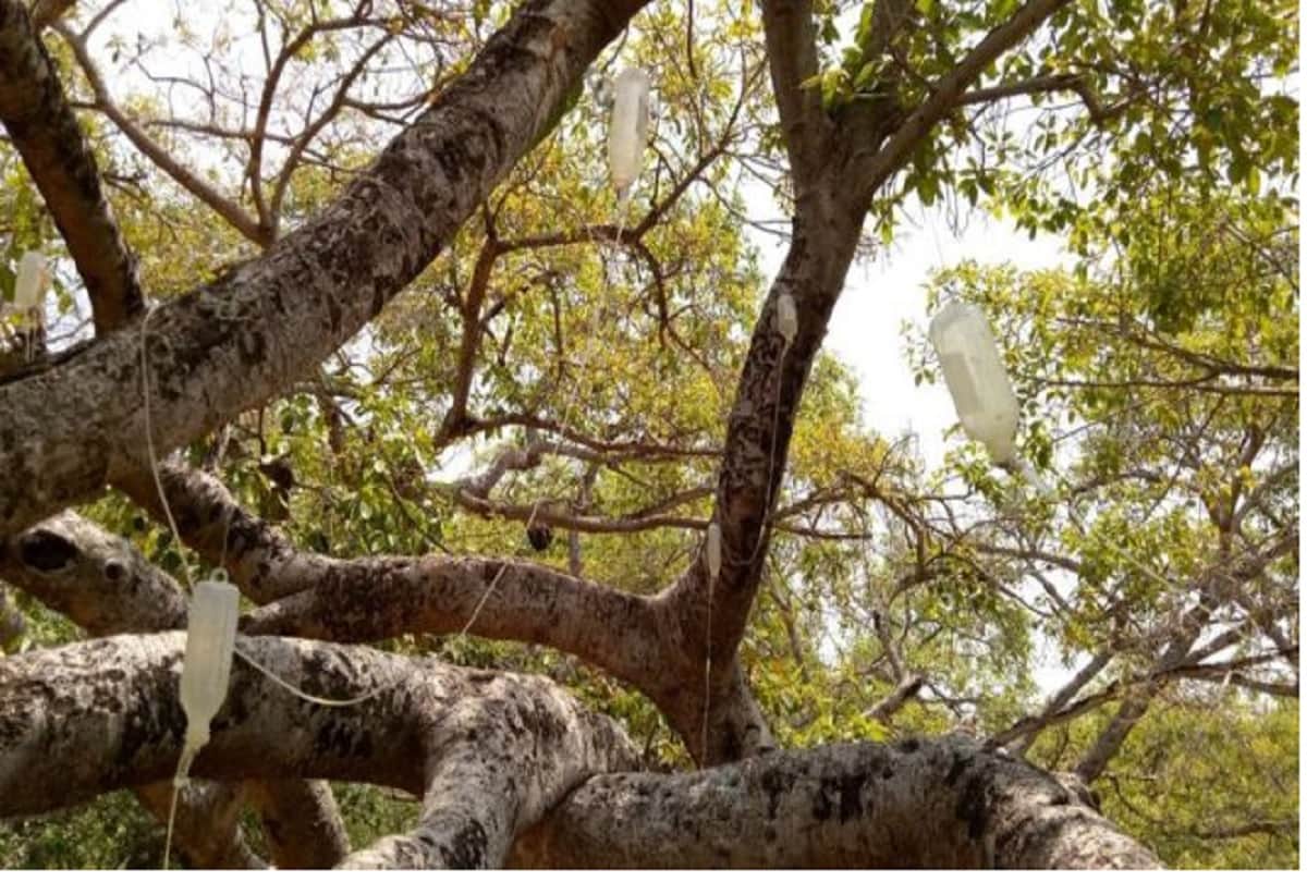 Dying 700 Year Old Banyan Tree in Telangana put On Drip