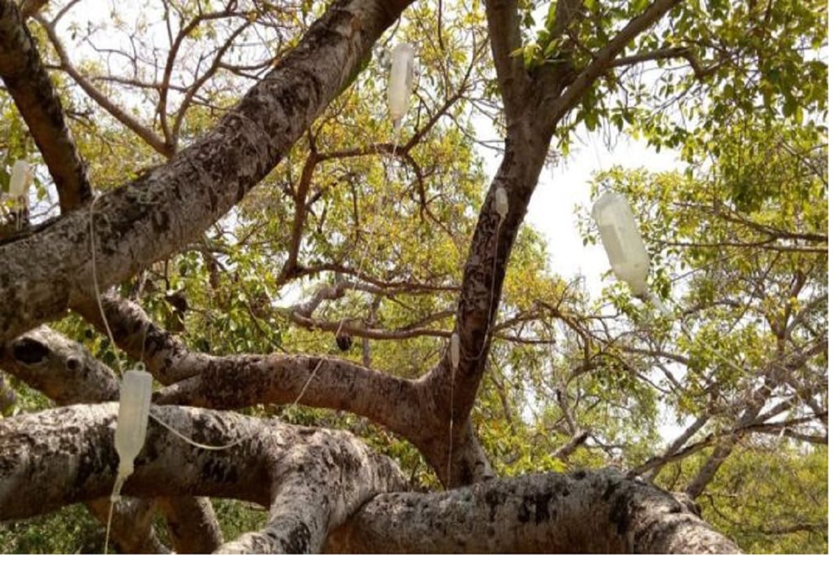 Dying 700 Year Old Banyan Tree in Telangana put On Drip