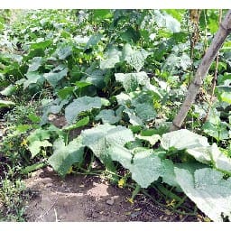 amroha cuccumber is surved in six states 