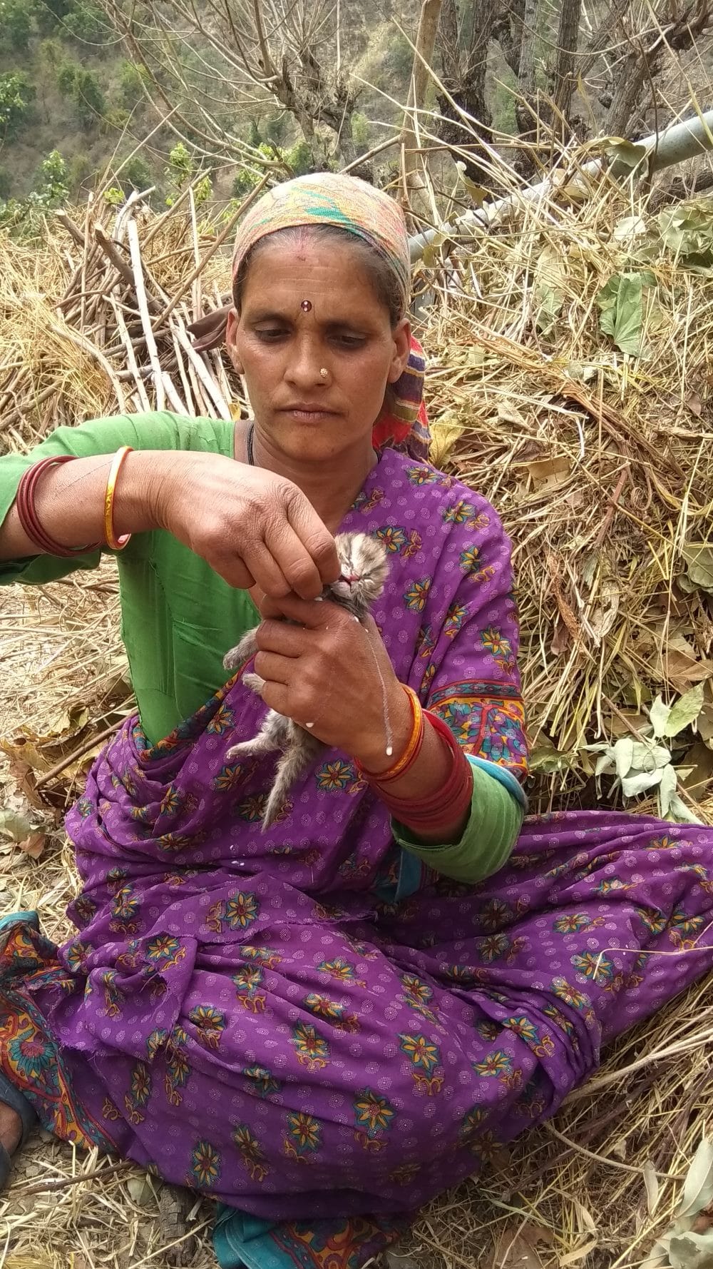 leopard cub enter in house at bhimtal