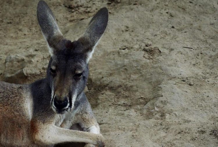 In China Kangaroo dies after zoo visitors throw rocks at it