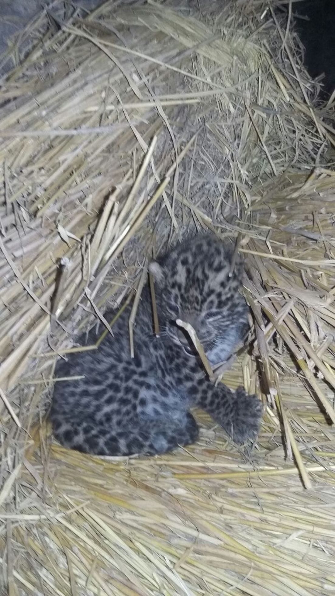 leopard cub enter in house at bhimtal