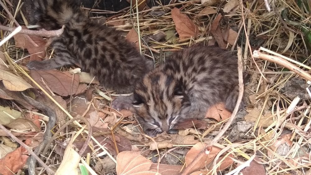 leopard cub enter in house at bhimtal