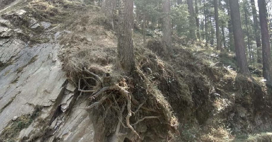 Cedar trees are celebrating accidents