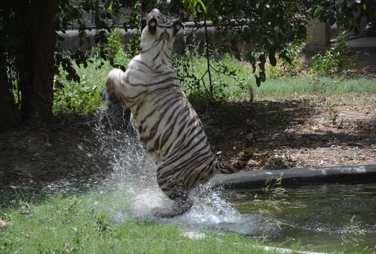 Nine lakh people undertook virtual tour of Patna zoo in a week says Official