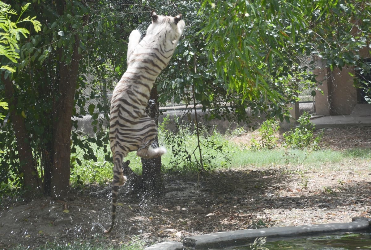 lifestyle of animals during summer in lucknow zoo