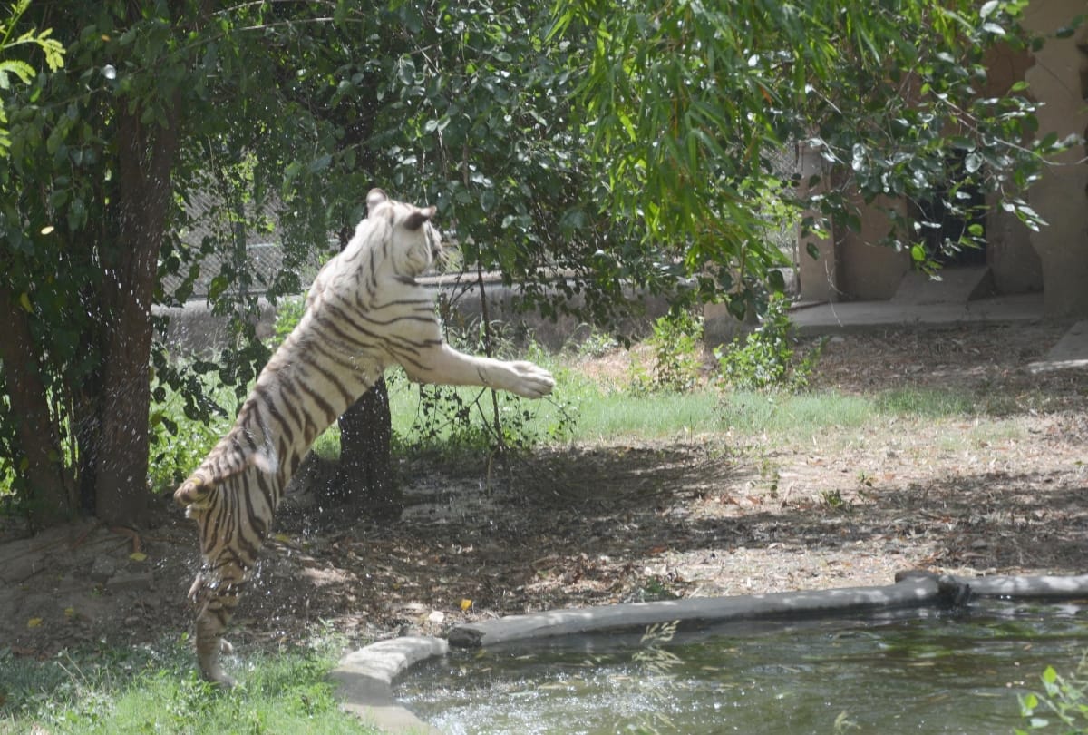lifestyle of animals during summer in lucknow zoo