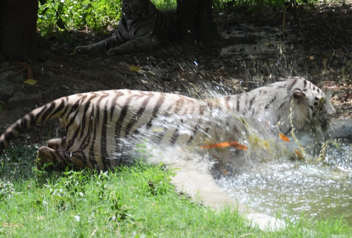 lifestyle of animals during summer in lucknow zoo