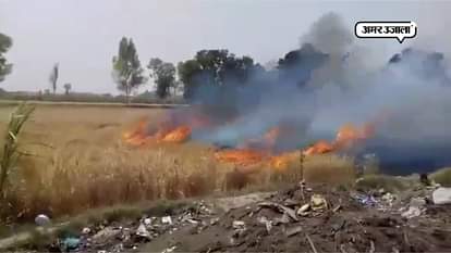 Five bigha wheat turned in ash in sardhana of meerut