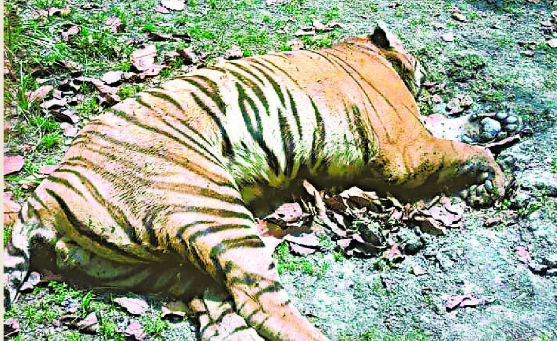 tiger's dead body