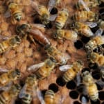 bee