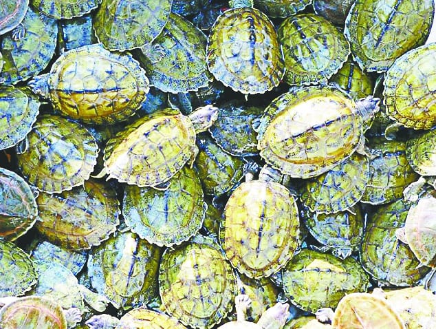 Turtles opened eyes in human-made slings, 414 left in Ganga