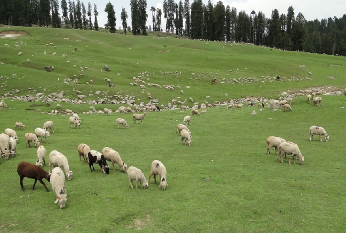 400 sheep and rams killed due to unknown disease