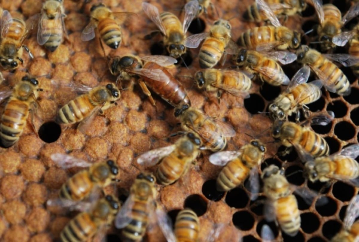 Bee Create Problem Before president Ramnath Kovind uttarakhand visit