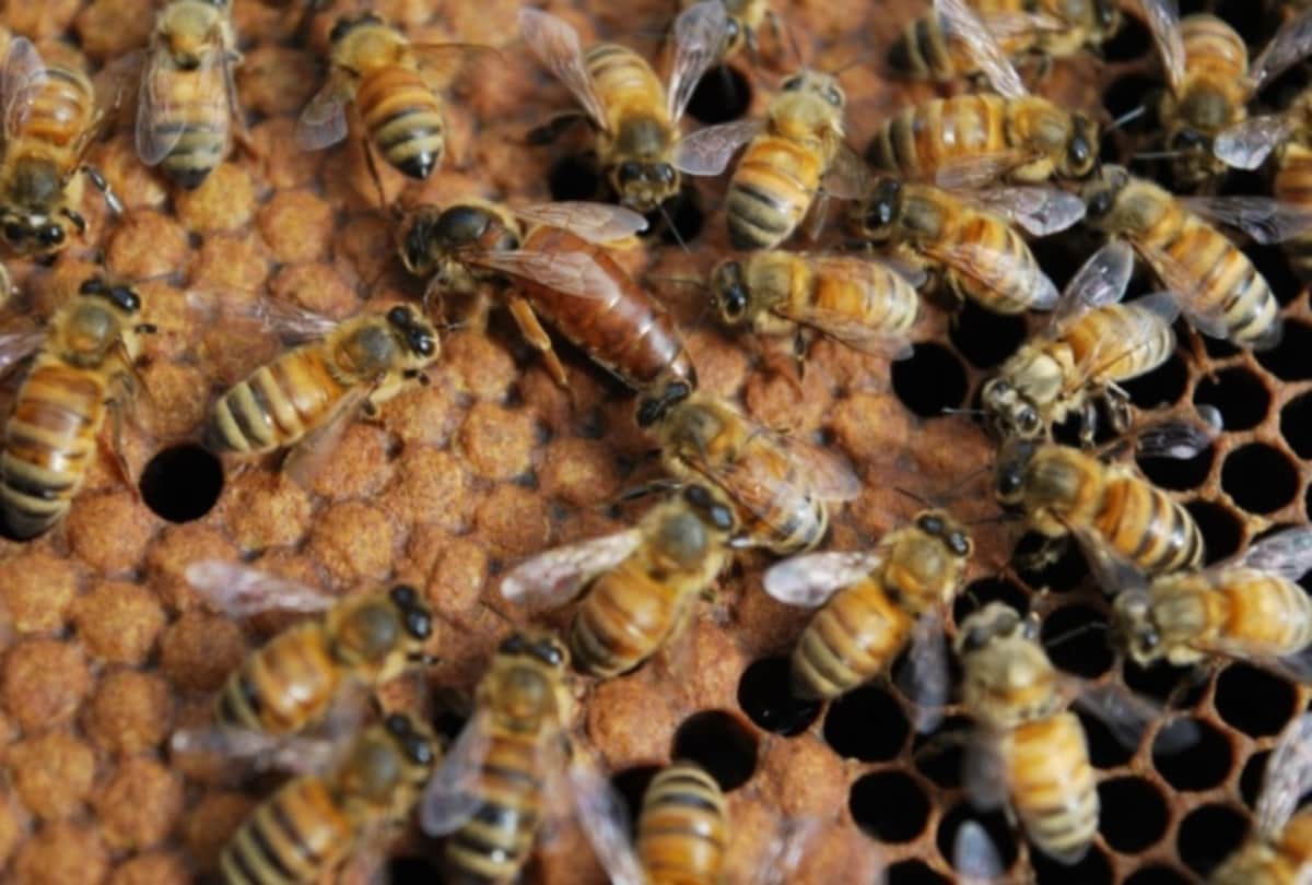 world bee day 200 know history and significance of bee day