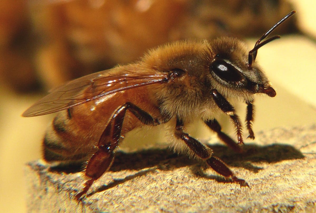 world bee day 200 know history and significance of bee day