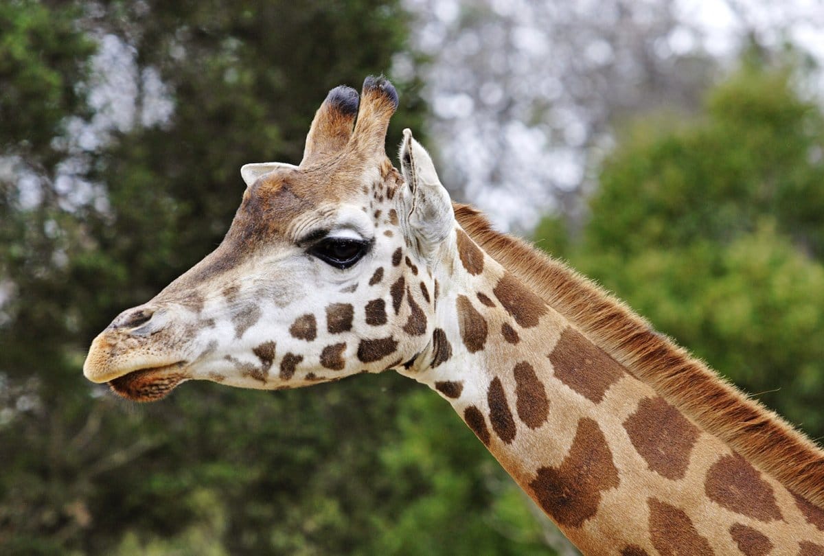 video being viral of a giraffe whos head of stuck in a car window at safari park 