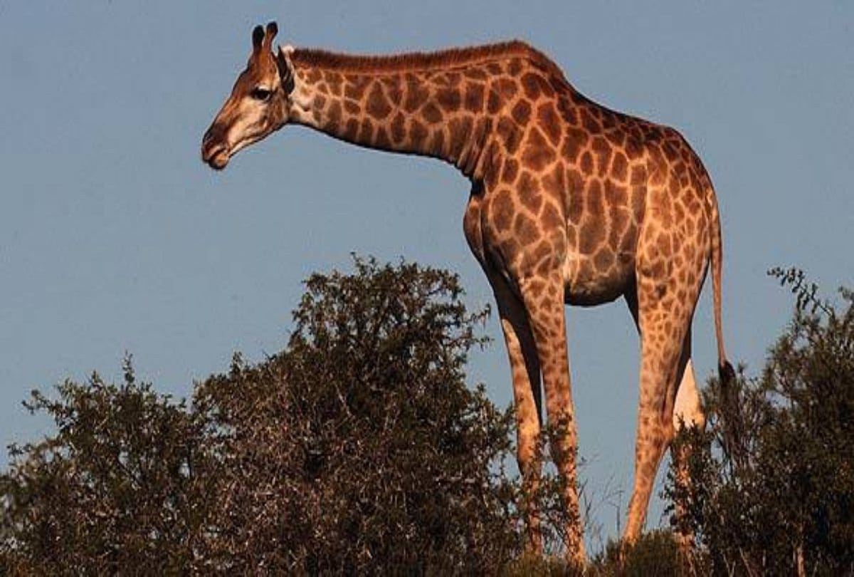 Giraffe can come from Thailand in delhi zoo offer sent under animal exchange plan