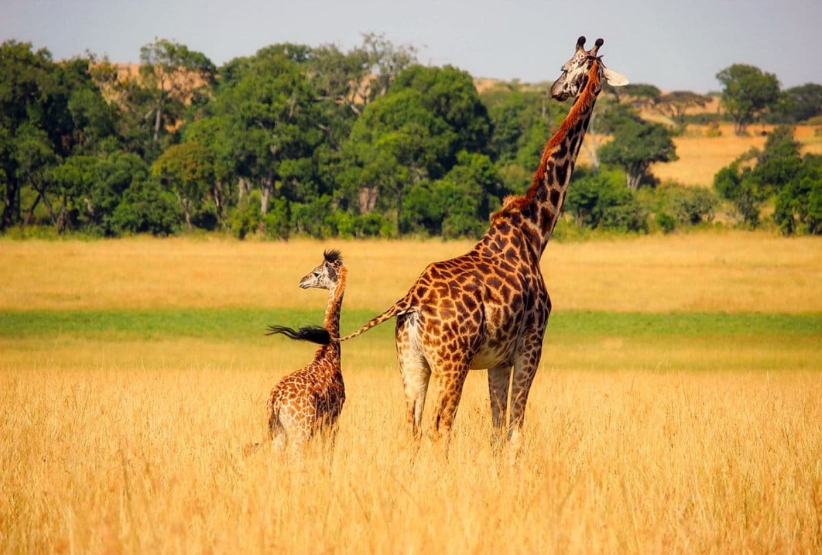 video being viral of a giraffe whos head of stuck in a car window at safari park 