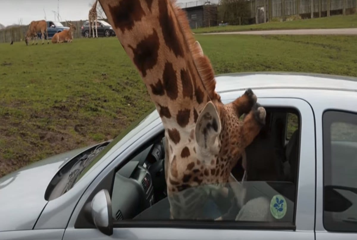 video being viral of a giraffe whos head of stuck in a car window at safari park 