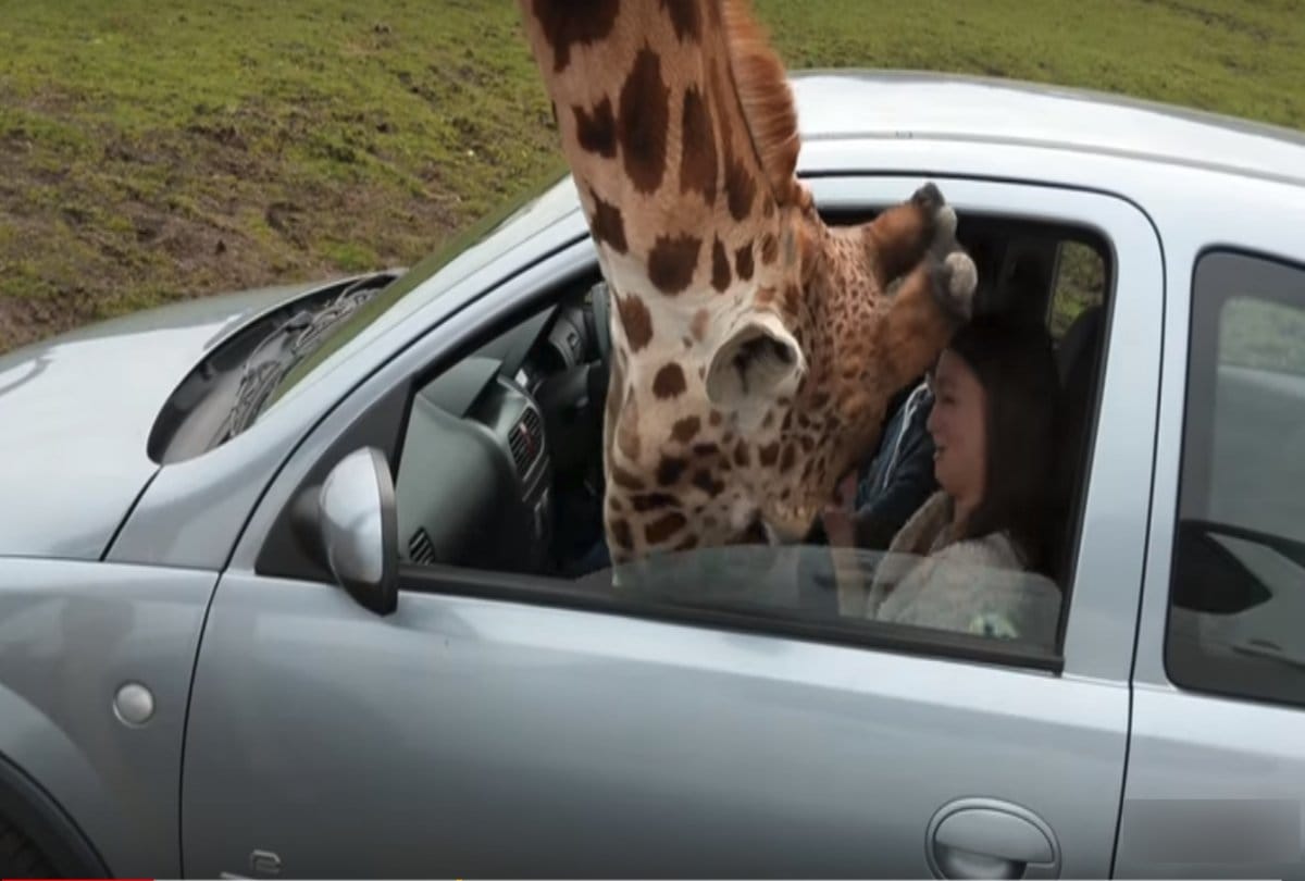 video being viral of a giraffe whos head of stuck in a car window at safari park 