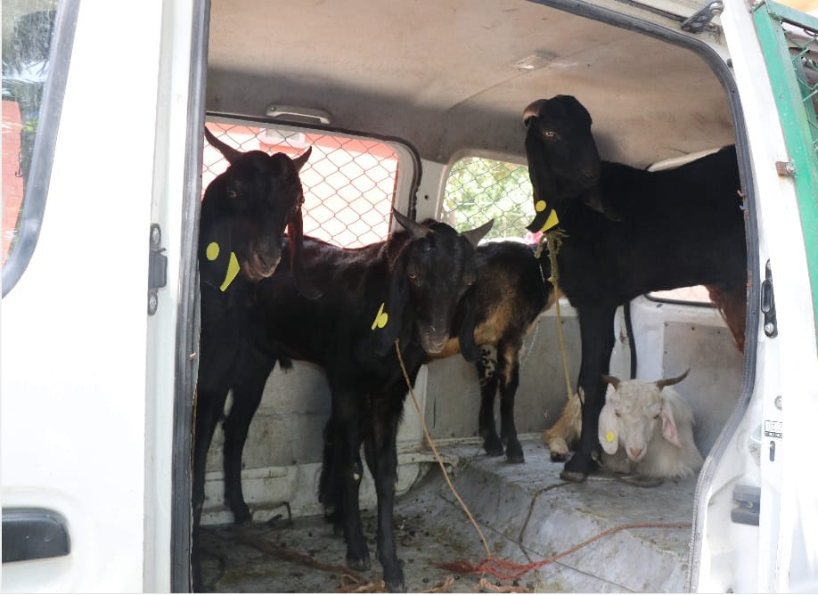 Goats Sacrificial planning in temple fail in dehradun