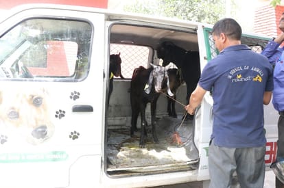 Goats Sacrificial planning in temple fail in dehradun