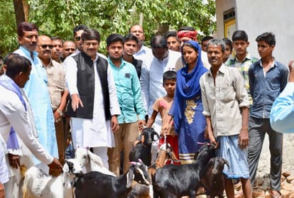jabbar gets his goats back which he sold to build toilet.