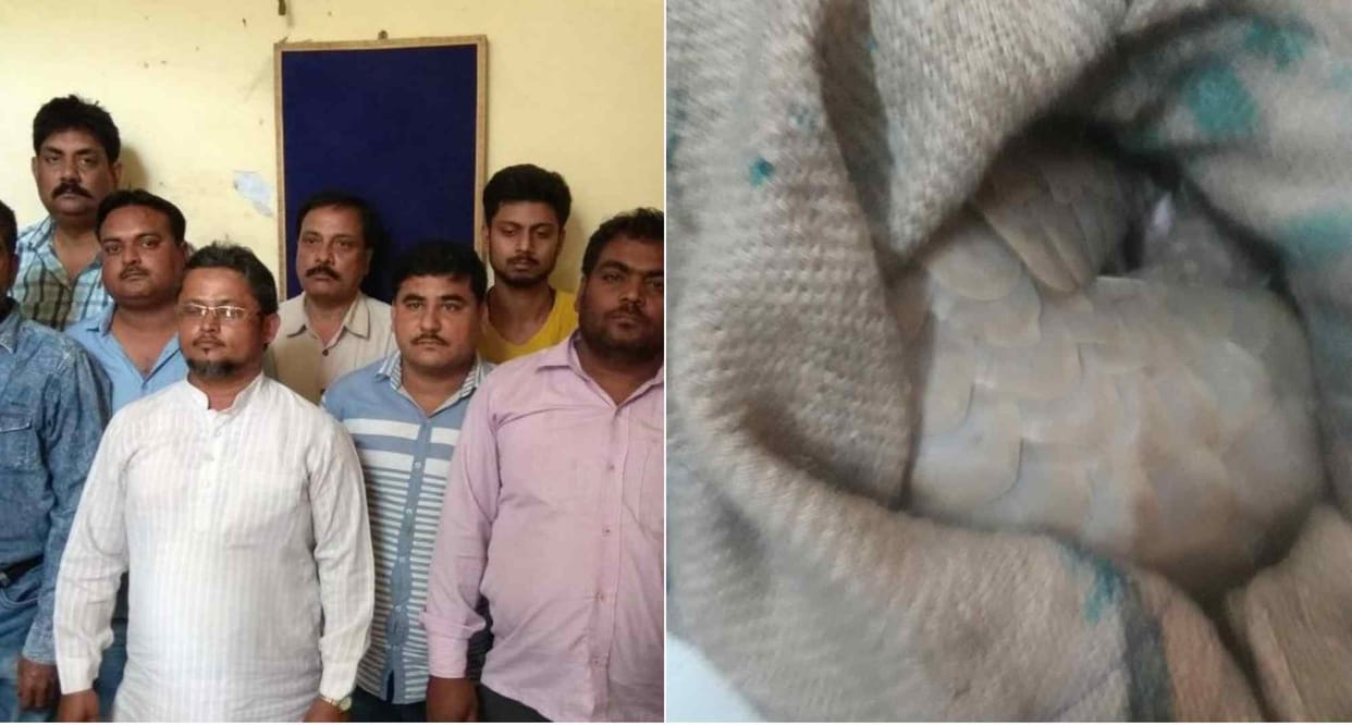  world's most hunted animal Pangolin sezied by STF after raid in varanasi hotel