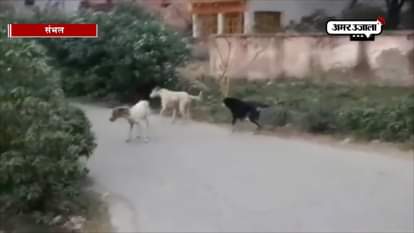 Stray dogs kill five locals in Sambhal