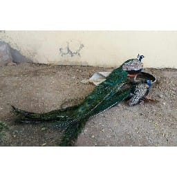 one more peacock died, total 7 died 
