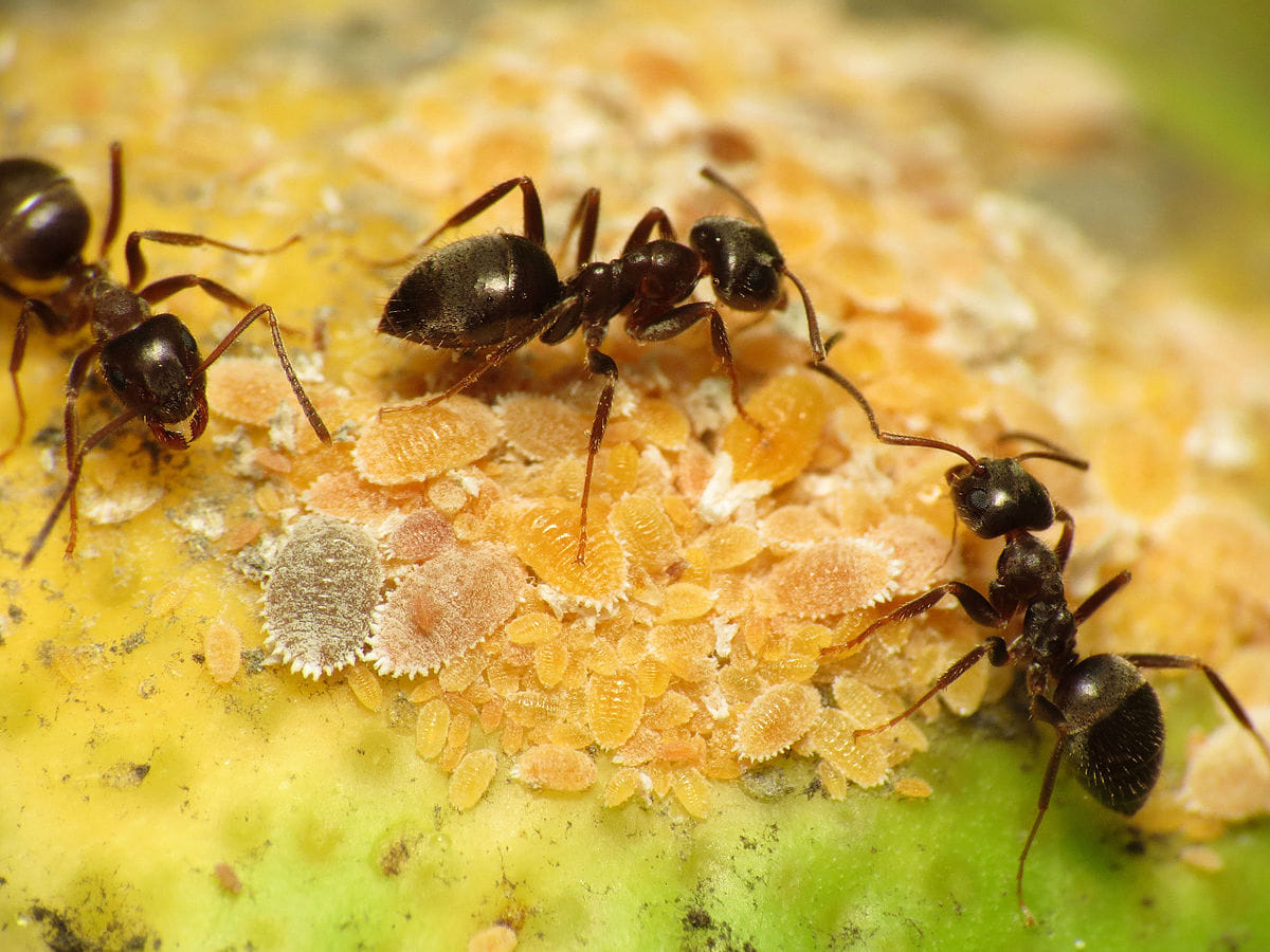 mysterious facts why do ants move in a straight line know the facts about ant