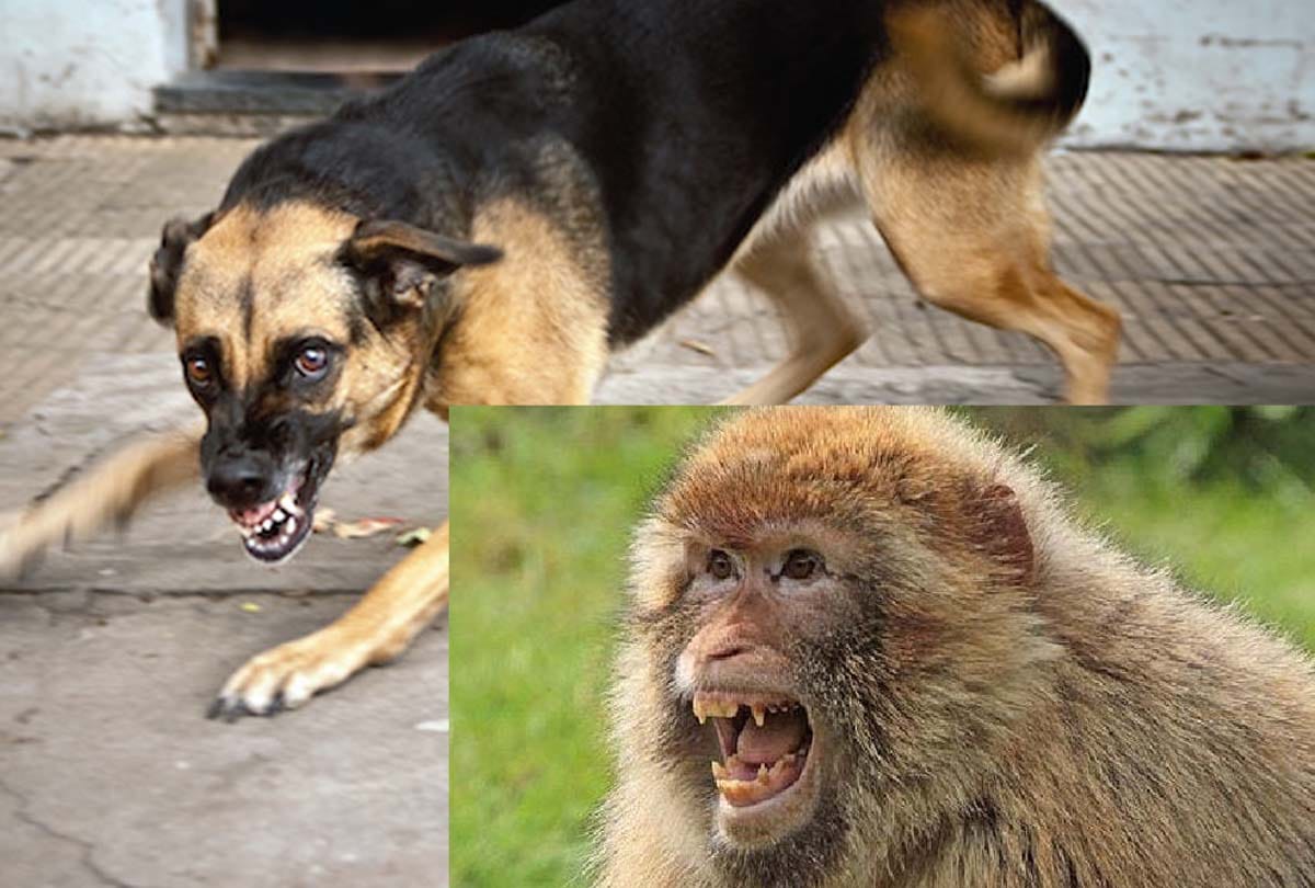 Doctors of AIIMS said, "Save us from the horrors of dogs and monkeys