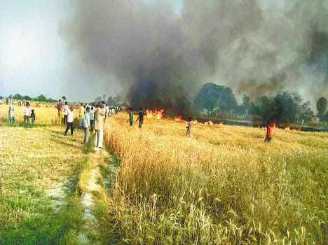 The nine bigha wheat crop from the spark of the hightation line