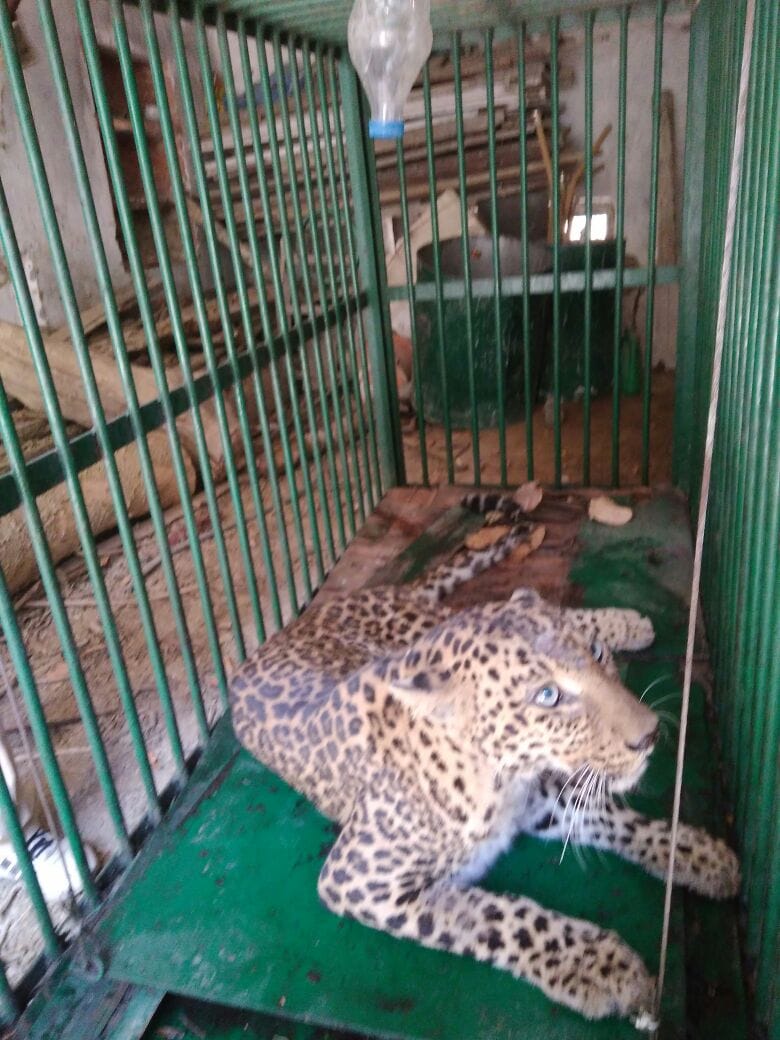 Wantangiya village got stuck in a leopard