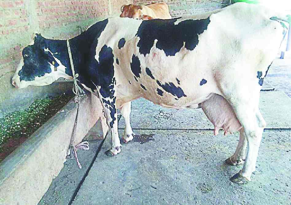 In exchange for not changing the environment itself, foreign cow