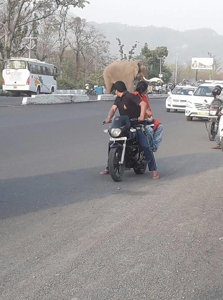 elephant on doiwala main road