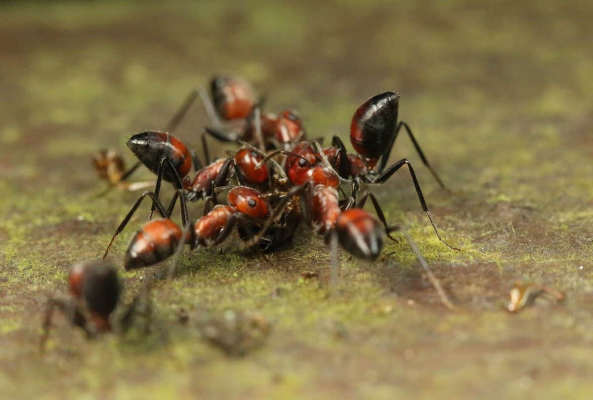 Can eating ants increase our age