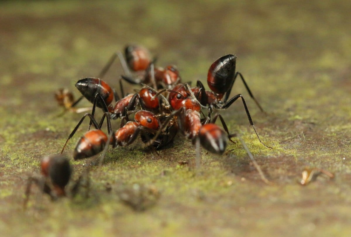 Can eating ants increase our age