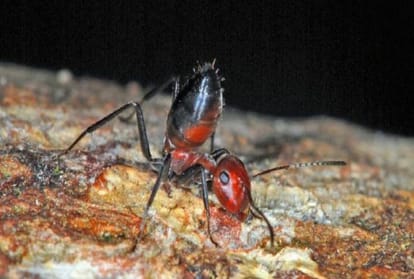 These Ants Can Explode Goo to Destroy Its Enemies