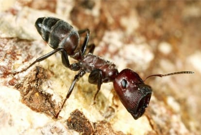 These Ants Can Explode Goo to Destroy Its Enemies