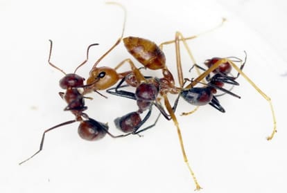 These Ants Can Explode Goo to Destroy Its Enemies