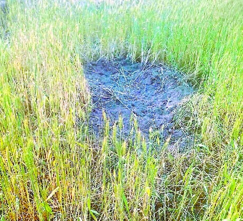 Pigs Crop Crop Ten Hectare Wheat