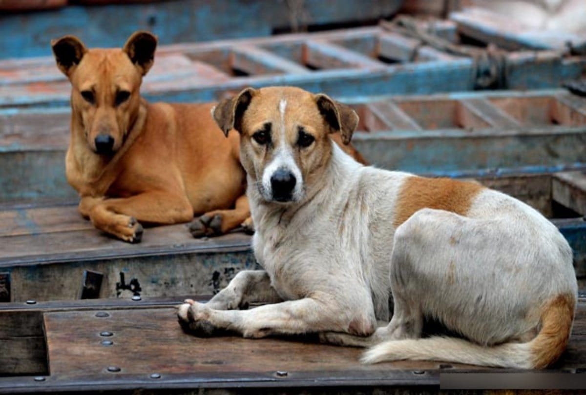 Father and son arrested for killing dog