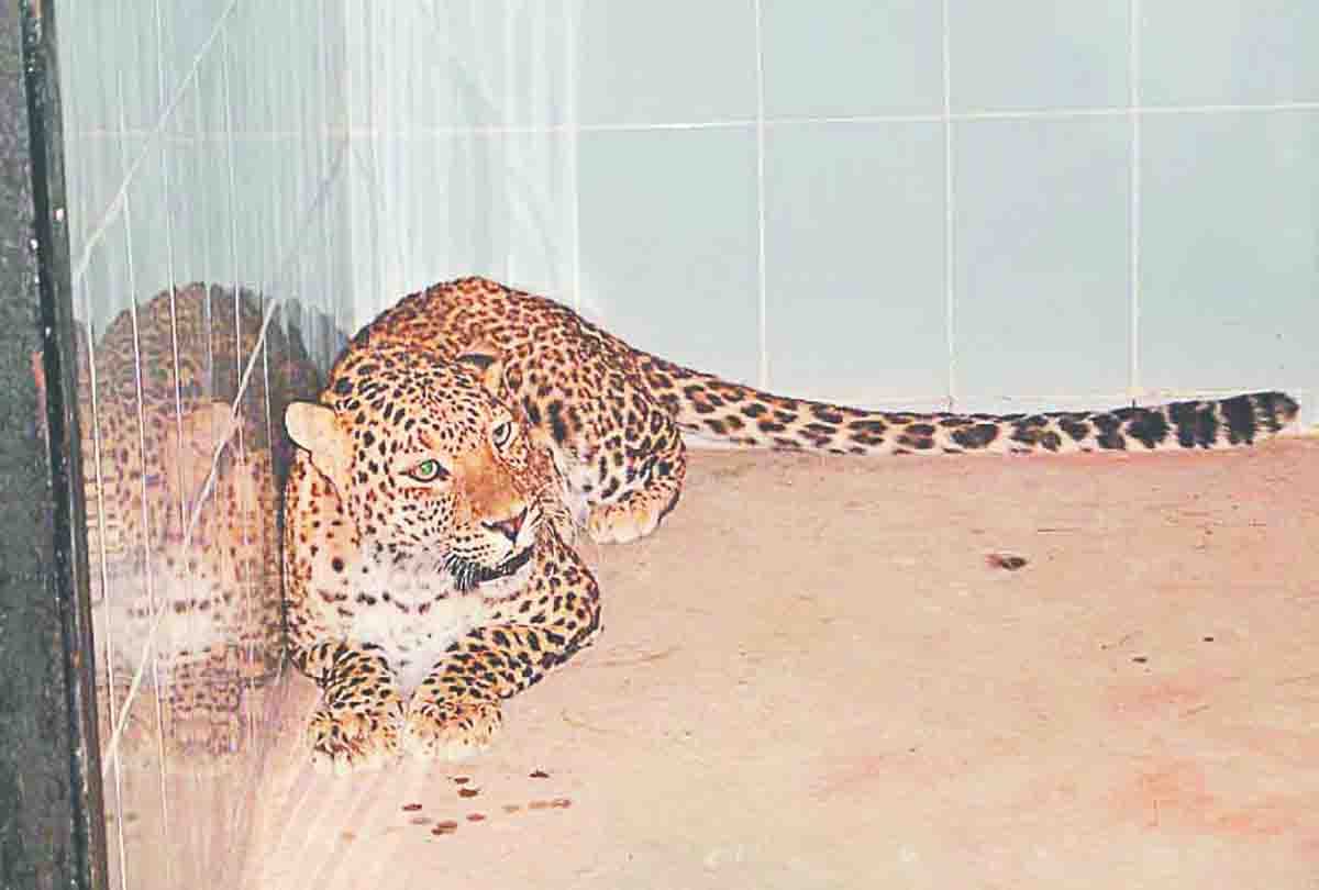 Etawah Lion Safari's door for tourists to open in June